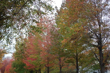 Naklejka premium 紅葉