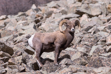 Bighorn Ram on a Rocky Hillside. Colorado Rocky Mountain Bighorn Sheep
