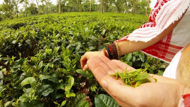 Man's hands with bracelets collect young unblown leaves of tea on plantation Assam