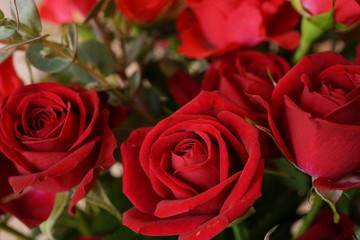 赤い　バラ　いっぱい　マクロレンズ