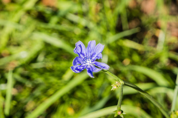 Hairless blue sow thistle (Lactuca Plumieri) blooming on a meadow, Bucharest, Romania