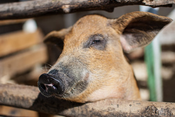 Fototapeta premium Portrait of a red pig on a farm