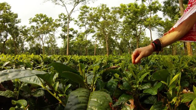 Man's hand with bracelets collects young tea leaves on plantation Assam
