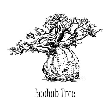 Hand drawn sketch style baobab tree isolated on white background. Vector illustration.