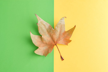 Autumn leaf on red and yellow. Red and yellow background. Dead maple leaf.