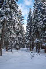 Beautiful Winter Forest Lanscape