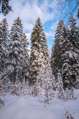 Beautiful Winter Forest Lanscape