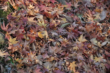 紅葉の落ち葉