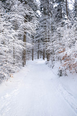 Beautiful Winter Forest Lanscape