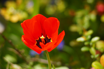 Obraz premium Tulipes colorées