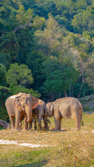 Elephants in nature