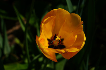 Tulipes colorées