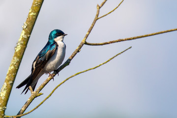 Tree Swallow Perched on thin Branches