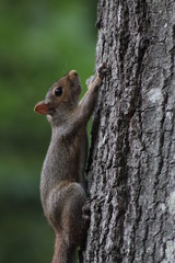 Squirrel climbing tree
