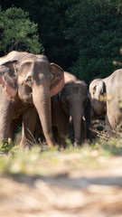 Fototapeta na wymiar elephants in nature