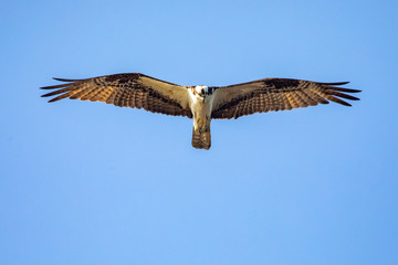 Flying osprey with wings spread