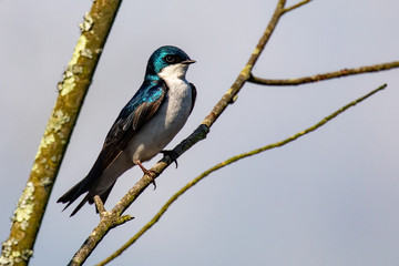 Tree Swallow Perched on thin Branches