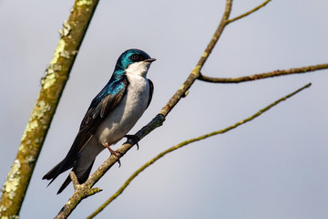 Tree Swallow Perched on thin Branches