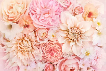 Papier Peint photo Autocollant Fleurs Floraison d& 39 été délicate rose et dahlia fleurs épanouies fond festif, carte florale pastel et bouquet doux, tonique