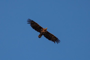 Seeadler