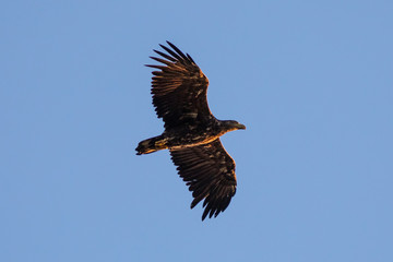 Seeadler