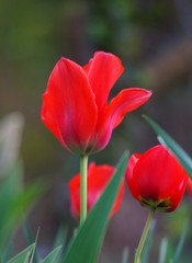 Tulipes colorées