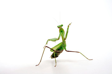 Indische Riesengottesanbeterin (Hierodula membranacea) - giant Asian mantis