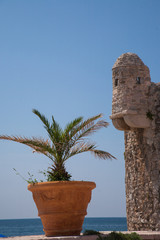 palm tree in front of old house
