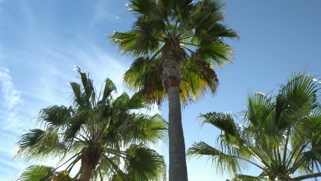 Look up the palm tree around Laguna Beach, California