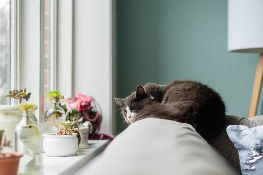 sleeping cat on sofa
