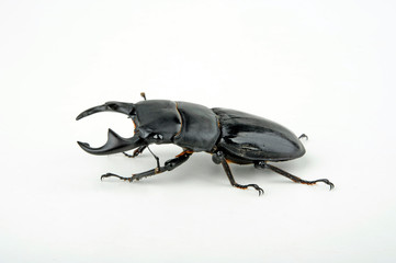 Panzerkopfkäfer (Dorcus titanus) giant stag beetle
