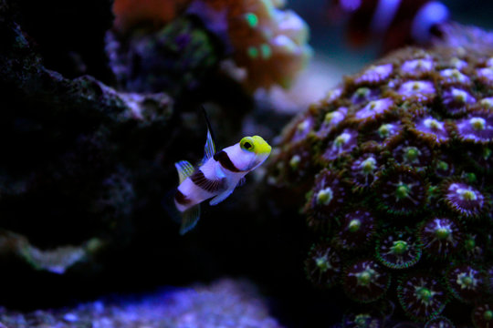 Long fin goby fish in reef aquarium