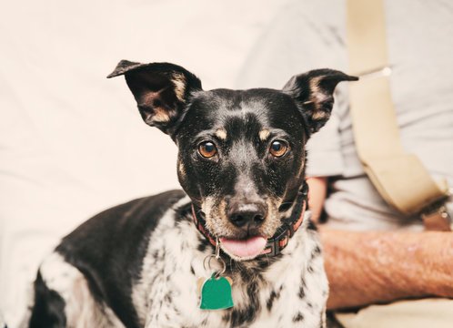 Black, Brown, and White Dog