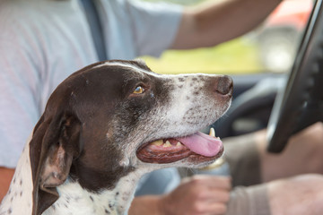German Shorthaired Pointer Dog Riding in Car