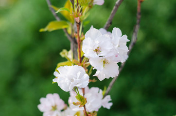 white flowers of a tree.Cherry Flowers. spring flowering.  the awakening of nature