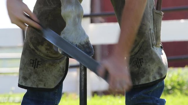 Farrier trimming horses hoof