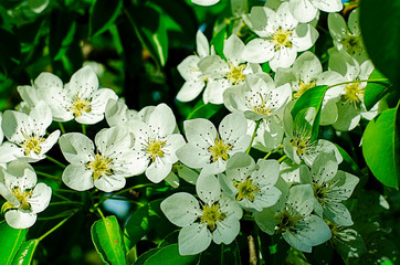 white flowers of apple tree. cherry blossom tree