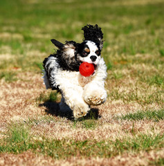 Fototapeta premium A party colored cocker spaniel running with a red ball.