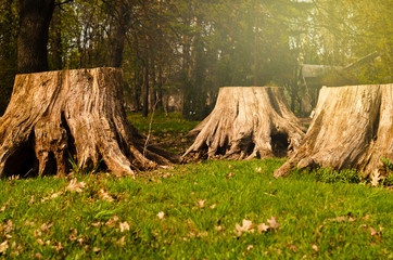 three stumps in the forest