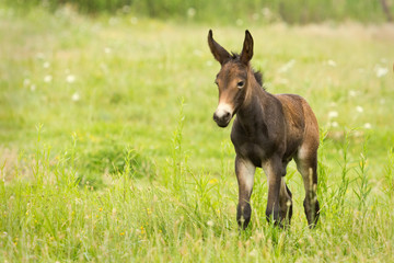 young mule in a green meadow - obrazy, fototapety, plakaty