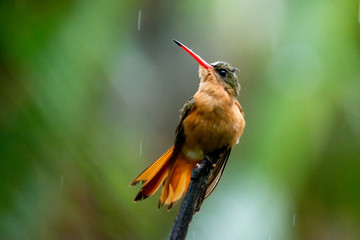 colibrí © alfredo914