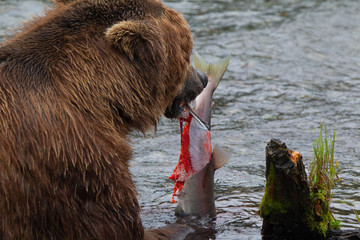 Grizzly bear in Alaska Katmai National Park hunts salmons (Ursus arctos horribilis)