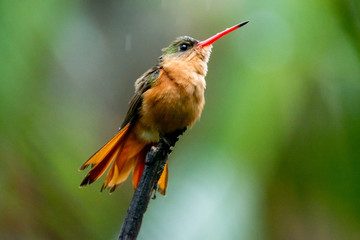 colibrí © alfredo914