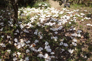 散った花