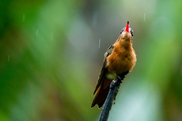 colibrí © alfredo914