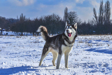 dog breeds of husky smiling in winter. toned photo