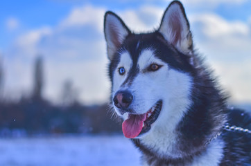 dog breeds of husky in winter.eyes of different colors. toned photo