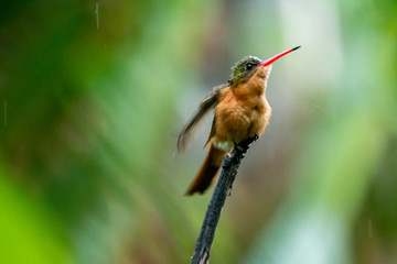 colibrí
