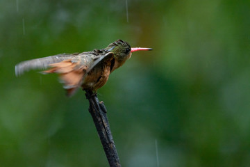 colibrí