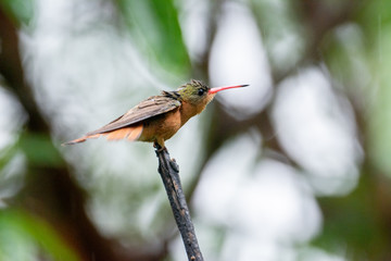 colibrí © alfredo914